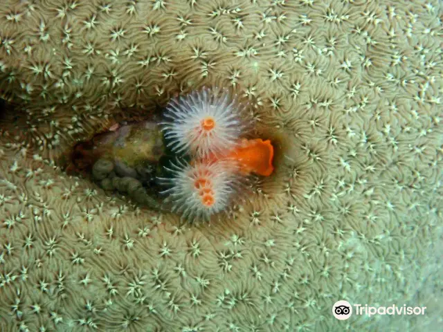 Diving in Koh Kood