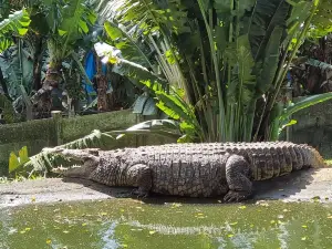 Riverbend Crocodile Farm