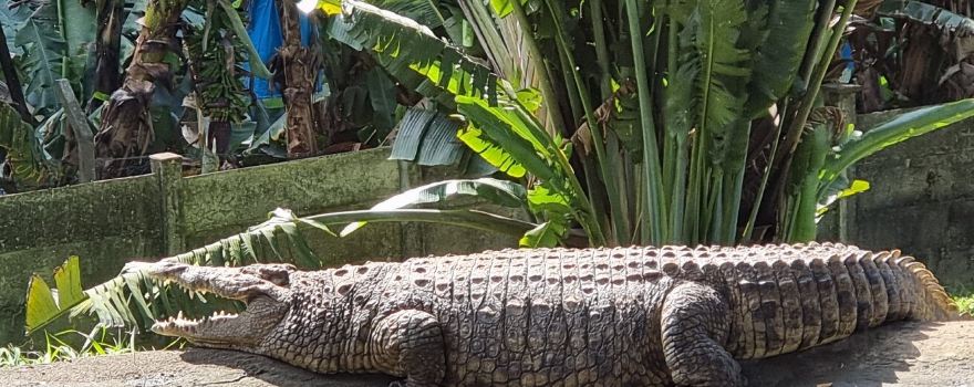 Riverbend Crocodile Farm