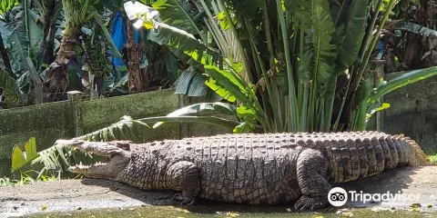 Riverbend Crocodile Farm
