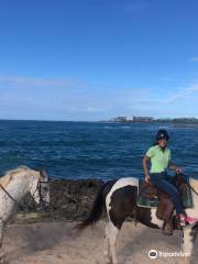 Turtle Bay Resort Horse Riding