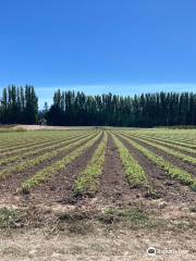 Graysmarsh Berry Farm