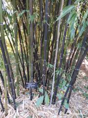 Jardin Les Bambous De Planbuisson