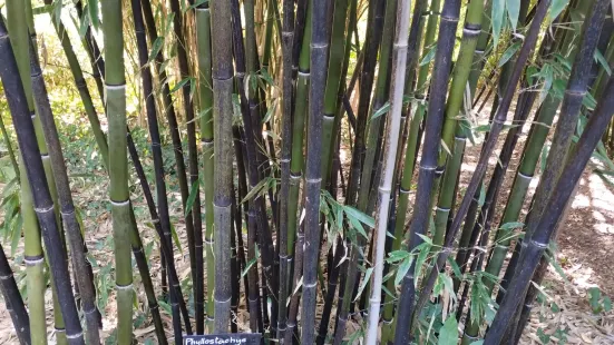 Les Bambous De Planbuisson Garden