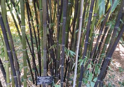 Les Bambous De Planbuisson Garden