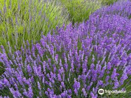 Victor's Lavender
