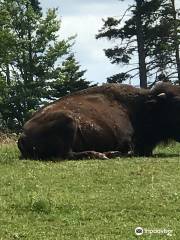 Buffaloland Provincial Park