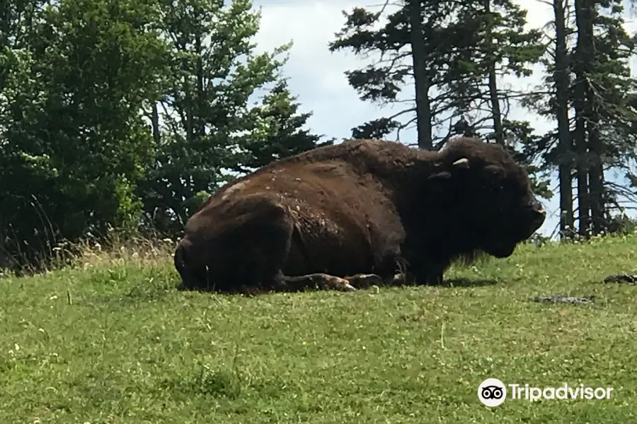 Buffaloland Park