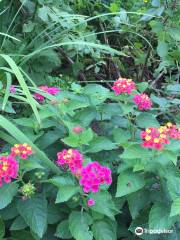 Grandmothers' Garden