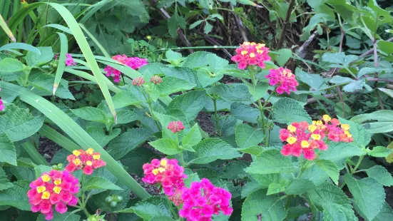 Grandmothers' Garden