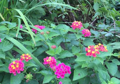 Grandmothers' Garden