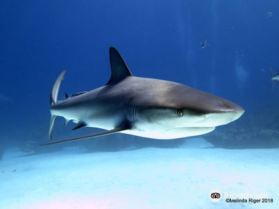 Grand Bahama Scuba