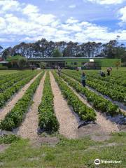 Julians Berry Farm and Café