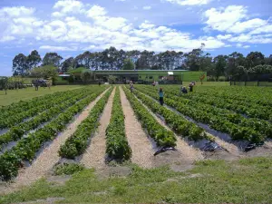 Julians Berry Farm and Café