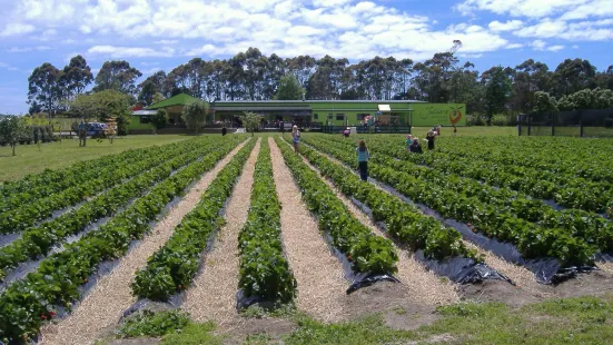 Julians Berry Farm & Café