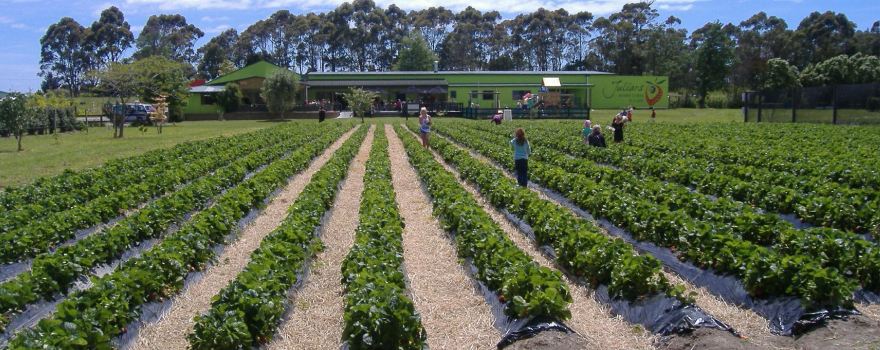 Julians Berry Farm and Café