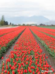 Tulips of the Valley