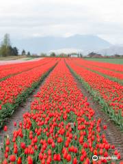 Chilliwack Tulip & Sunflower Festivals (Tulips of the Valley)