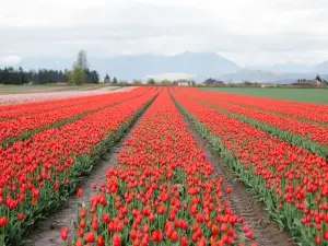 Tulips of the Valley