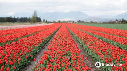 Tulips of the Valley