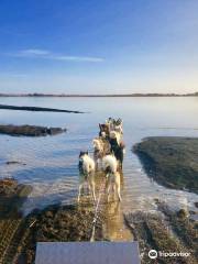 Dogsledding Iceland