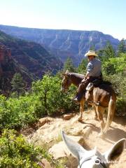 Canyon Trail Rides