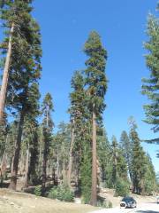 Tioga Road