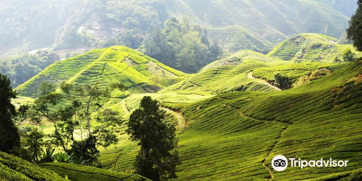 Cameron Highlands Trail No. 3