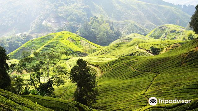 Cameron Highlands Trail No. 3