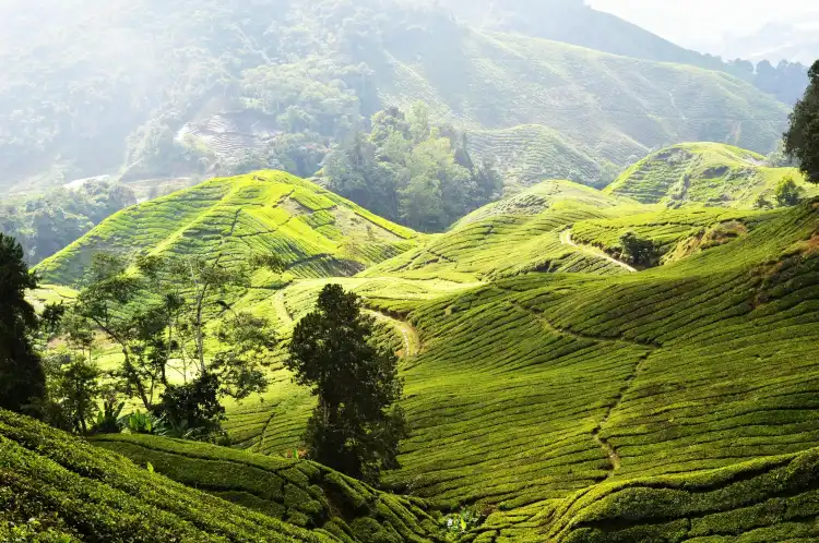 Hotels near Cameron Highlands Trail No. 3