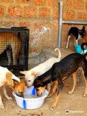 Animal Shelter Agonda