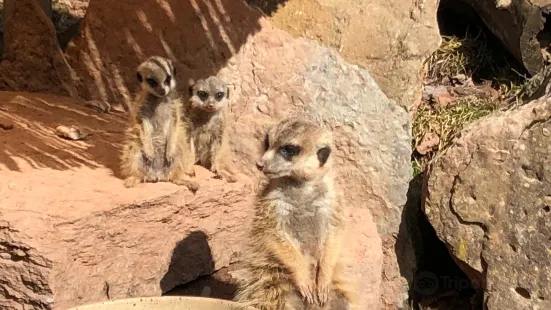 ズール動物園