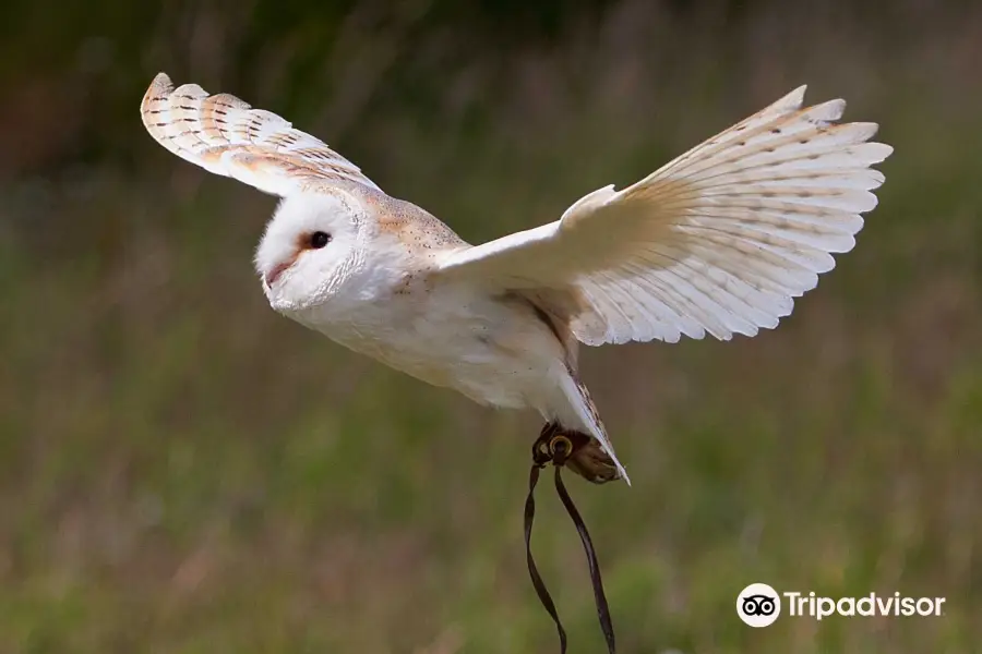 The Devon Bird of Prey Centre