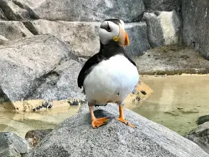 阿拉斯加海洋動物中心