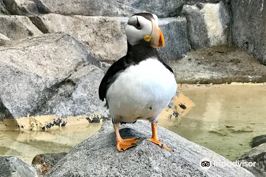 阿拉斯加海洋動物中心