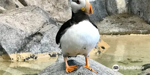 阿拉斯加海洋動物中心