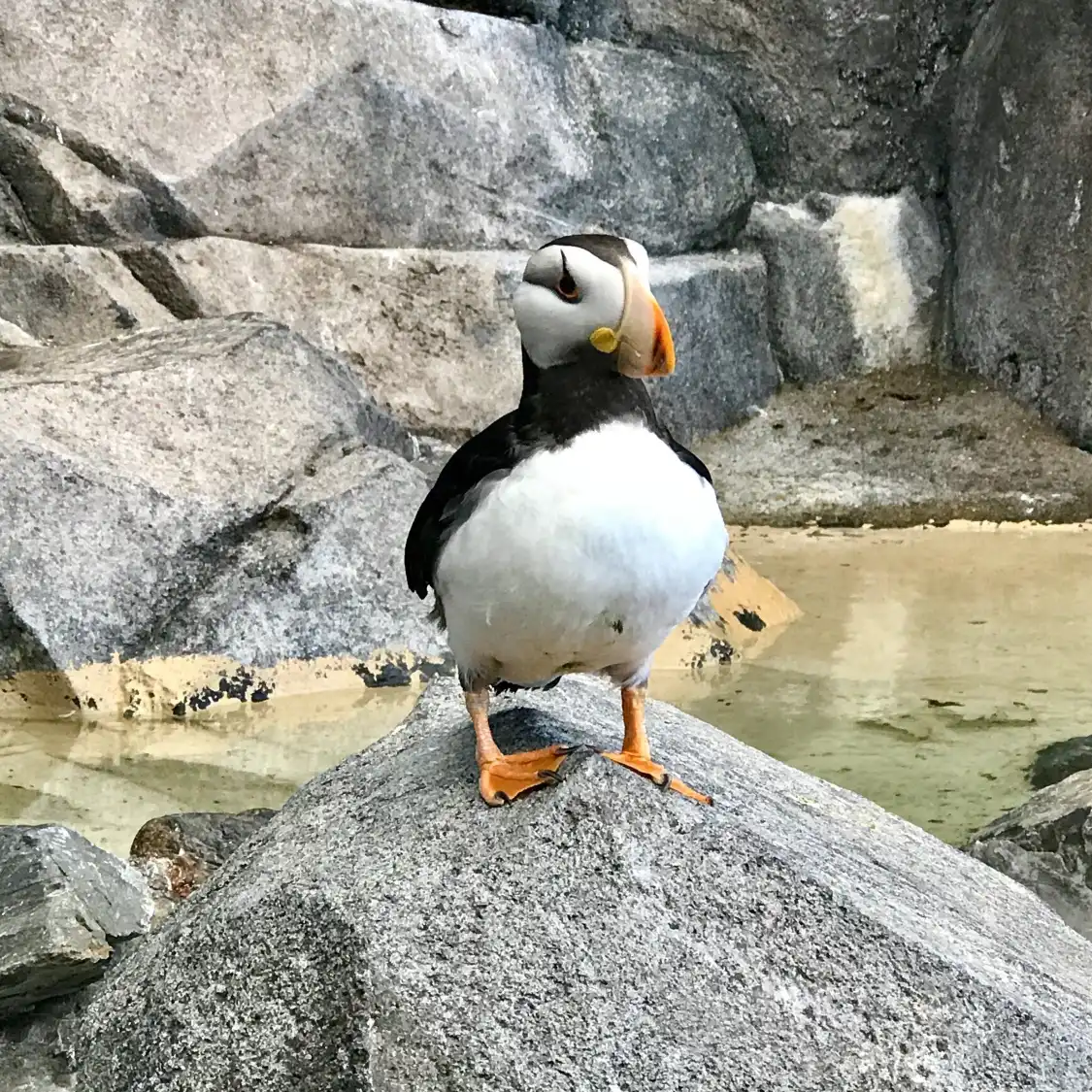 Hotels near Alaska SeaLife Center