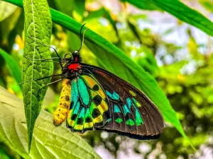 Magic Wings Butterfly Conservatory