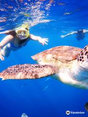 Barbados Snorkeling Tours by Hayden Browne