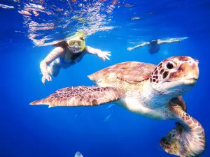 Barbados Snorkeling Tours by Hayden Browne