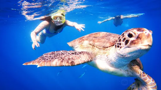 Barbados Snorkeling Tours by Hayden Browne