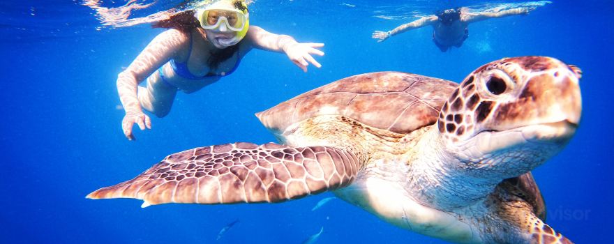 Barbados Snorkeling Tours by Hayden Browne