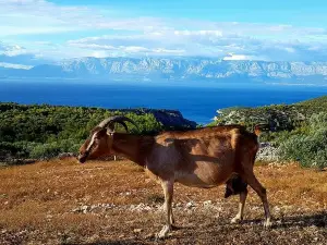 Family farm kod kućera