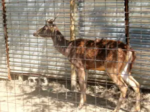LYGER ANIMAL SANCTUARY (Tiger Holding Facility)