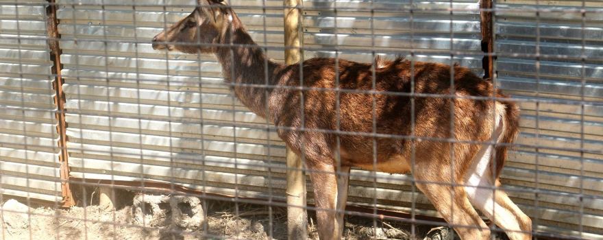 LYGER ANIMAL SANCTUARY (Tiger Holding Facility)