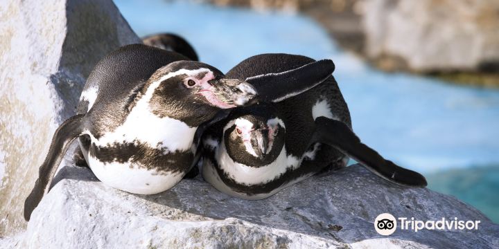 Oceanarium Bournemouth