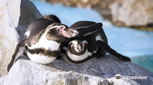 Oceanarium