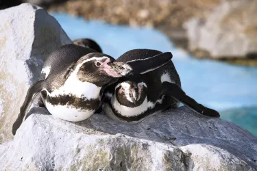 Oceanarium