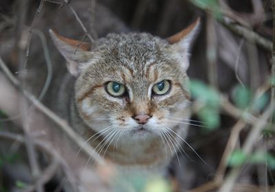 Zululand Cat Conservation Project