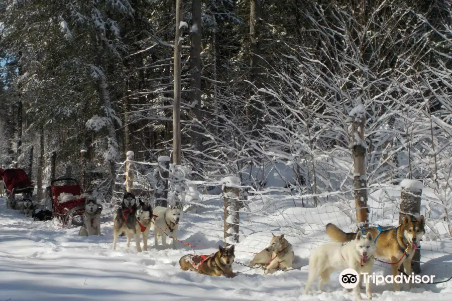 Alaskan Adventure Dog Sledding